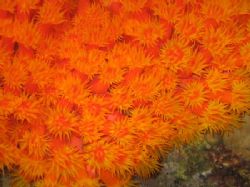 Orange Anemone taken on pier near Space-Balls dive site o... by Gordon Skiba 